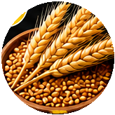 Gluten (zboża) Gluten (zboża)